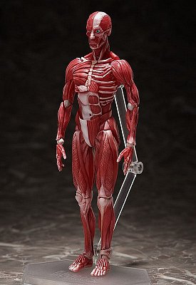 Original Character Figma Action Figure Human Anatomical Model 15 cm