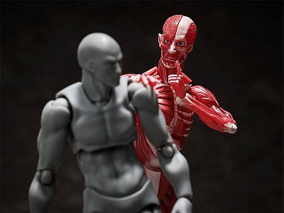 Original Character Figma Action Figure Human Anatomical Model 15 cm