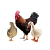 DRŮBEŽ