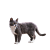 KOČKY