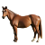 KONĚ