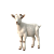 KOZY