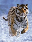Tiger Na Sněhu