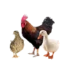 DRŮBEŽ