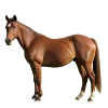 KONĚ