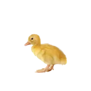  Prodej kachňat