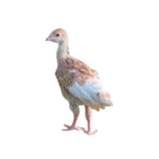 Prodej krůťat